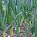 Guía esencial para cultivar puerros en tu huerto