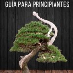 Guía esencial para el cuidado de bonsáis de pino