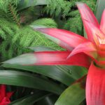 Guía esencial para el cuidado de bromelias