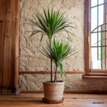 Guía esencial para el cuidado de Dracaena marginata