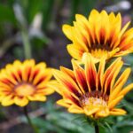 Guía esencial para el cuidado de la gazania