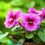 Guía esencial para el cuidado de la gloxinia