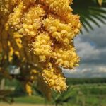Guía esencial para el cuidado de la palmera excelsa
