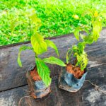 Guía esencial para el cuidado de la planta camarón