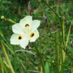 Guía esencial para el cuidado de la planta dietes