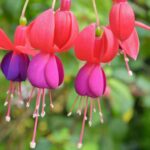 Guía esencial para el cuidado de la planta fucsia