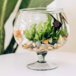 Guía esencial para el cuidado de las plantas