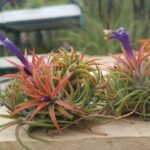 Guía esencial para el cuidado de las tillandsias