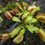 Guía esencial para el cuidado de plantas carnívoras