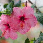 Guía esencial para el cuidado del hibisco