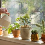 Guía esencial para el riego de plantas de interior