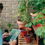 Guía esencial para mantener saludables tus plantas