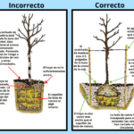 Guía esencial para plantar un árbol correctamente
