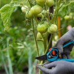 Guía esencial para podar plantas de tomate