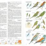 Guía exhaustiva sobre la clasificación de las aves