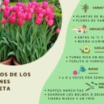Guía para conservar bulbos de tulipanes correctamente