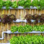 Guía para crear un cultivo hidropónico en casa