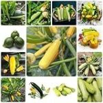 Guía para cultivar calabacín en maceta con éxito