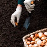 Guía para cultivar chalotas con éxito