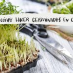 Guía para cultivar deliciosos germinados de lentejas