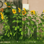 Guía para cultivar girasoles en tu jardín