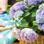 Guía para cultivar hortensias en tu jardín