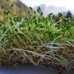 Guía para cultivar lentejas: momentos y técnicas esenciales