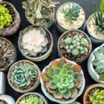 Guía para cultivar suculentas de manera efectiva