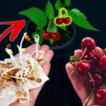 Guía para cultivar tu propio cerezo en casa