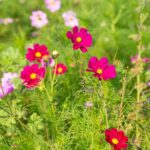 Guía para el cultivo de flores cosmos en casa