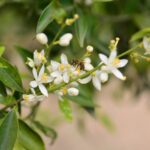 Guía para el cultivo y cuidado de la madreselva