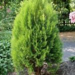 Guía para el cultivo y cuidados del pino enano