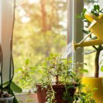 Guía para el riego adecuado de tus plantas