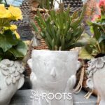 Guía para elegir plantas de exterior en maceta