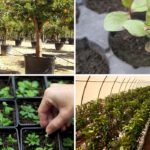 Guía para fabricar un germinador efectivo y funcional
