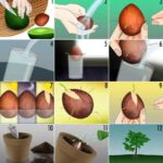 Guía para germinar un aguacate fácilmente