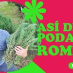 Guía para podar romero: tiempos y técnicas efectivas