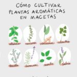 Guía práctica para cultivar hierbas aromáticas en casa
