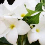 Guía práctica para cultivar jazmines en casa