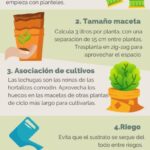 Guía práctica para cultivar lechuga en el momento adecuado
