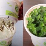 Guía práctica para cultivar menta en casa
