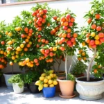 Guía práctica para cultivar naranjos en maceta