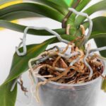 Guía práctica para cultivar orquídeas en casa
