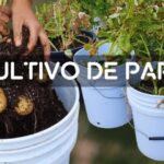 Guía práctica para cultivar papas en casa