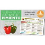 Guía práctica para cultivar pimientos en casa