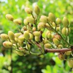 Guía práctica para cultivar pistachos en casa