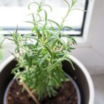 Guía práctica para cultivar romero en casa