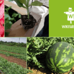 Guía práctica para cultivar sandías en tu jardín
