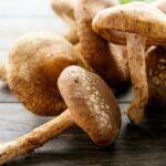 Guía práctica para cultivar setas en casa