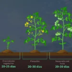 Guía práctica para cultivar tomate de árbol eficazmente